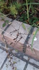 Angiospermae