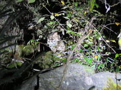 Prionailurus bengalensis