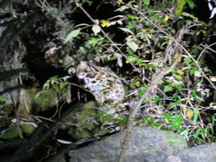 Prionailurus bengalensis