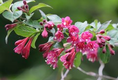 Weigela floribunda