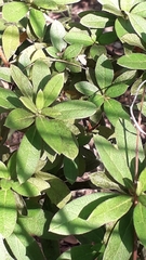 Rhododendron