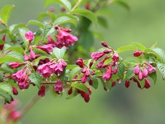 Weigela floribunda