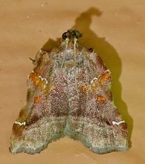 Clydonopteron sacculana