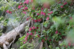 Weigela floribunda