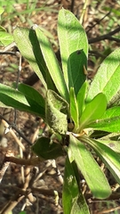 Magnoliopsida
