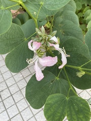 Bauhinia