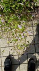 Angiospermae