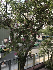 Bauhinia