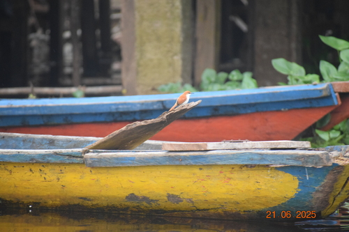 Red-and-white Spinetail (Certhiaxis mustelinus), photo 7
