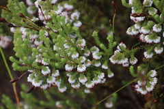 Erica cumuliflora