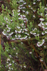 Erica cumuliflora