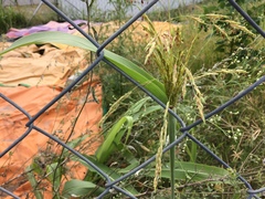 Sorghum arundinaceum