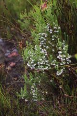 Erica cumuliflora