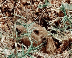 Cratogeomys castanops