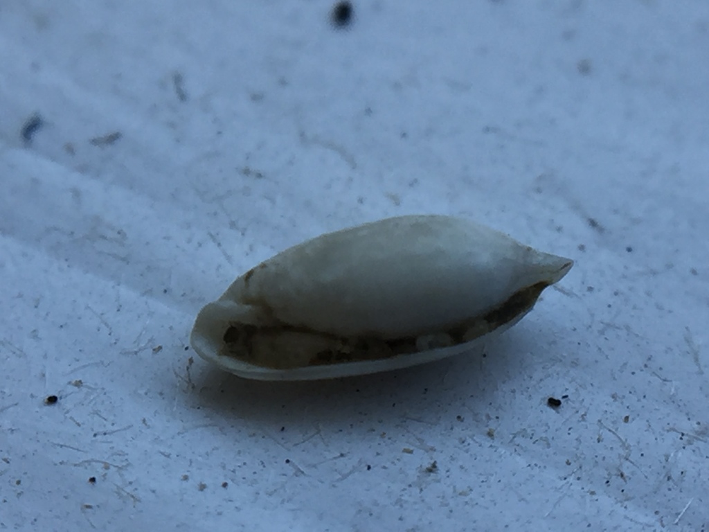 Volvulella nesentus