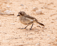 Aphelocephala leucopsis