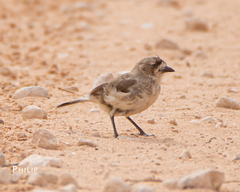 Aphelocephala leucopsis
