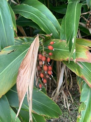 Alpinia zerumbet