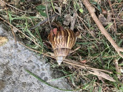 Lissachatina fulica