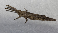 Retuspia validicornis