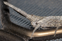 Retuspia validicornis