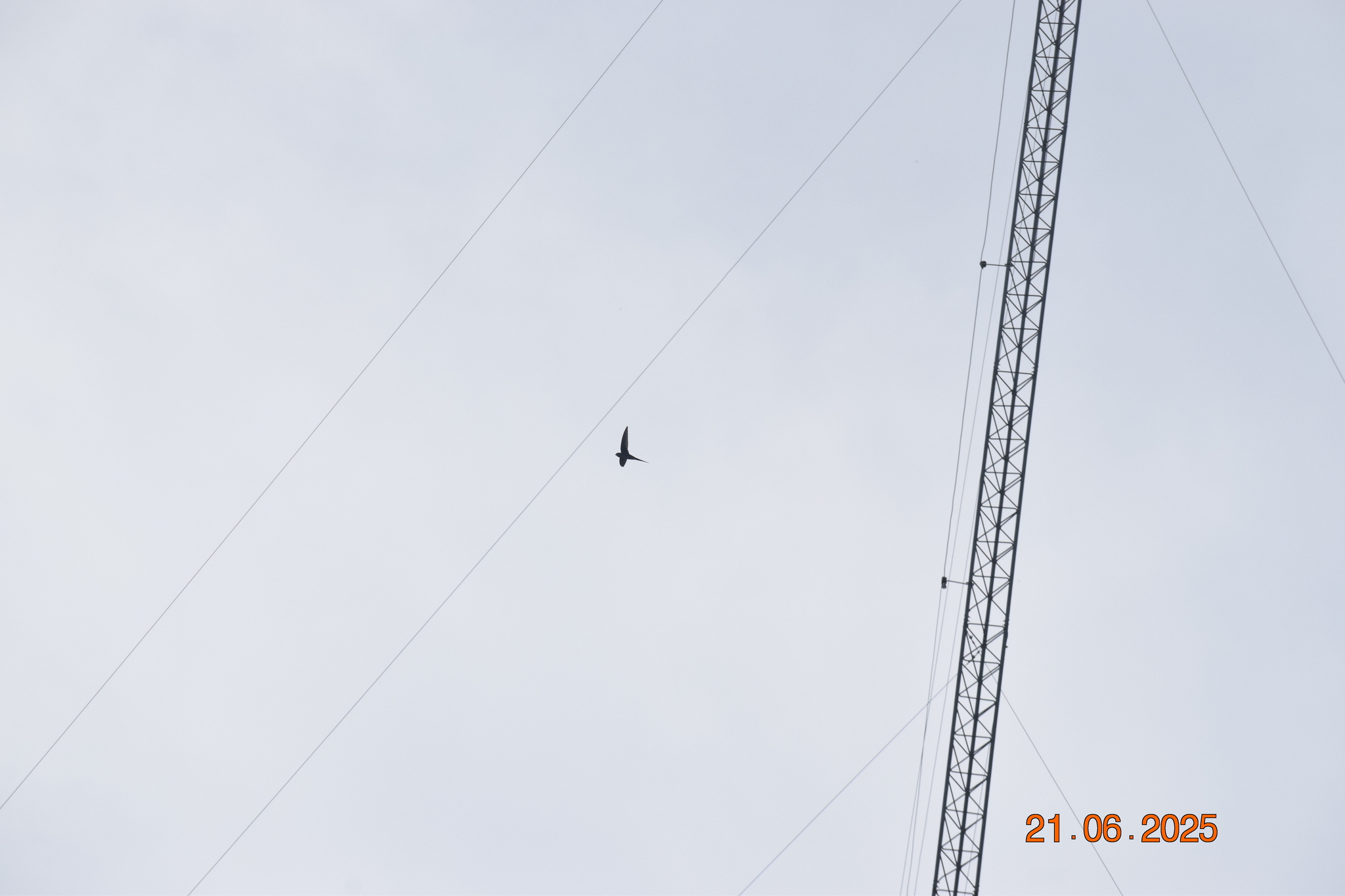 Fork-tailed Palm Swift (Tachornis squamata), photo 4