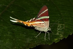 Erateina staudingeri