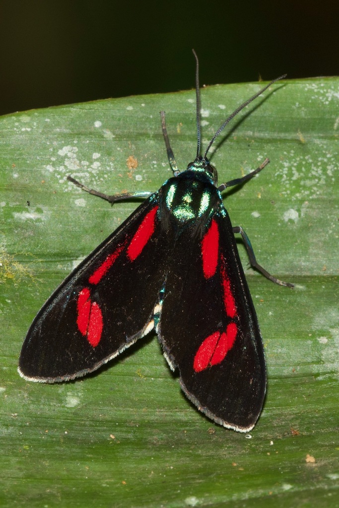Cyanopepla hurama