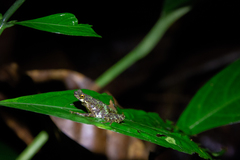 Ansonia albomaculata