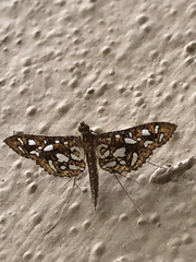 Nausinoe