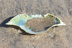 Callinectes arcuatus