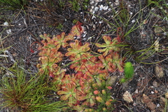 Drosera esterhuyseniae