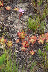 Drosera esterhuyseniae