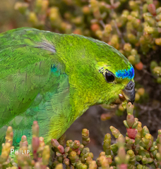 Neophema chrysogaster