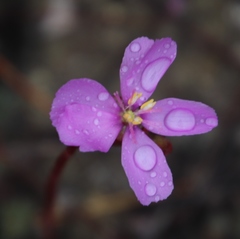 Drosera esterhuyseniae