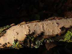 Vuilleminia comedens