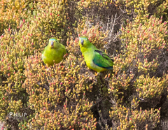 Neophema chrysogaster