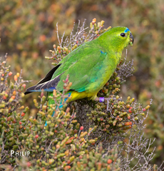 Neophema chrysogaster