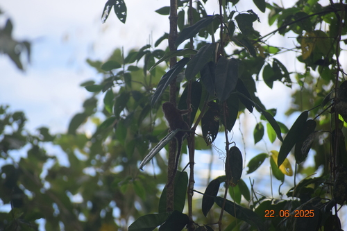 Pygmy Marmoset