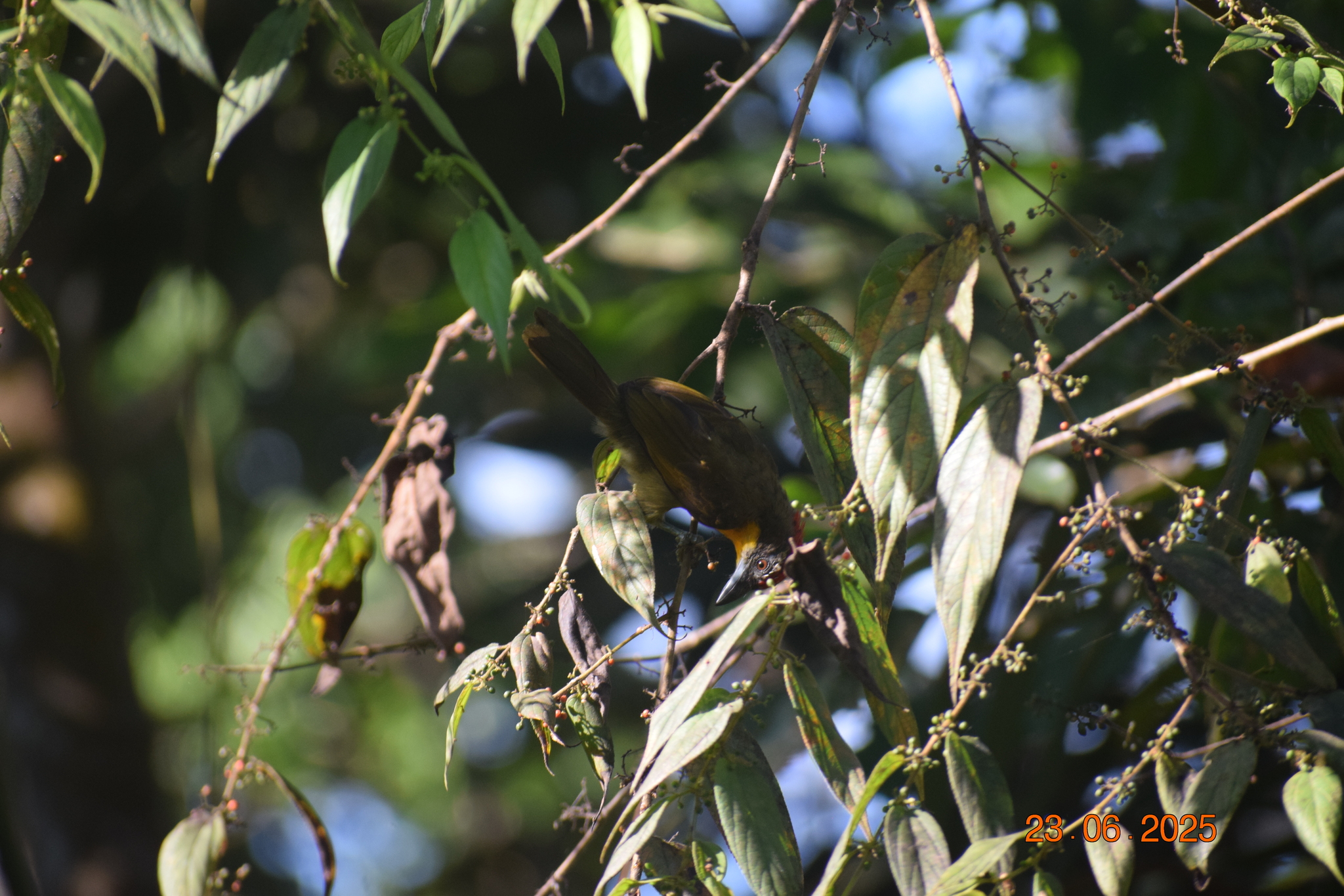 Scarlet-crowned Barbet (Capito aurovirens), photo 3
