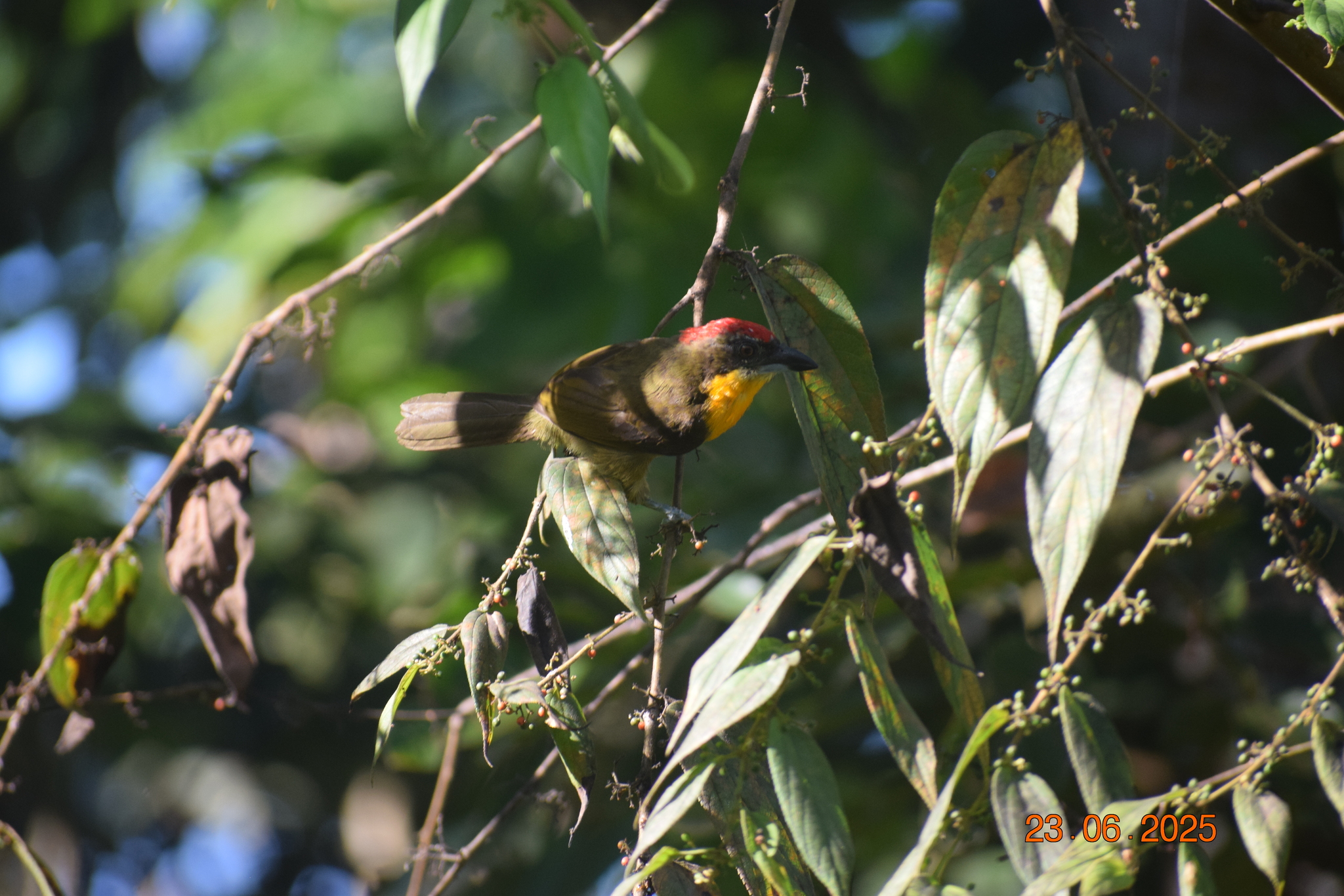 Scarlet-crowned Barbet (Capito aurovirens), photo 4