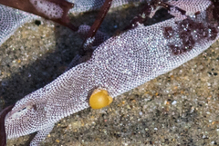 Jellyella tuberculata