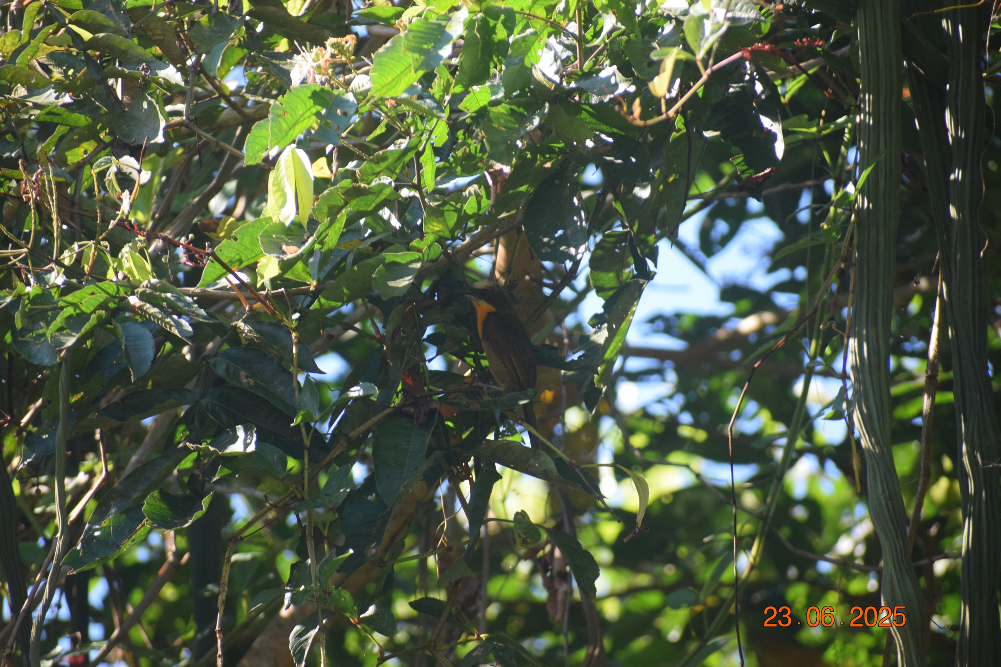 Scarlet-crowned Barbet (Capito aurovirens), photo 5