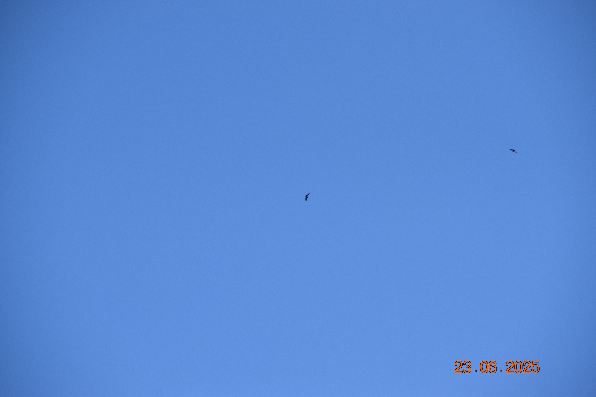 Short-tailed Swift (Chaetura brachyura), photo 6