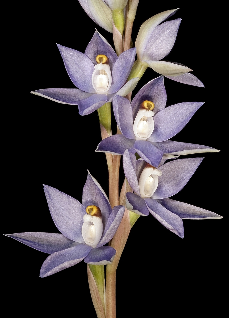 granite sun orchid