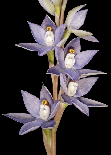 Thelymitra petrophila Jeanes