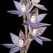 Thelymitra petrophila - Photo (c) Kevin Thiele，保留部份權利CC BY