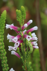 Erica macowanii