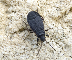 Pyrrhocoris marginatus