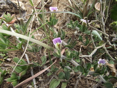 Blepharis integrifolia